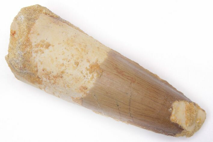 Fossil Spinosaurus Tooth - Real Dinosaur Tooth #206133